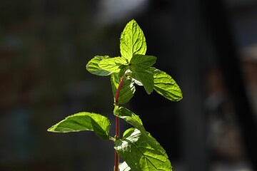 Obraz premium Vibrant Mint Leaves Backlit by Sunlight