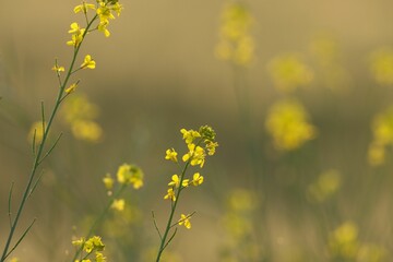 Yellow Wildflowers in a Field