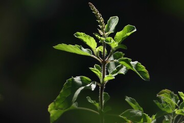 Vibrant Green Plant Close-Up