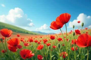 Fototapeta premium Red poppy blooms in a field against a clear blue sky and fluffy white clouds, hillside, blossom, petals