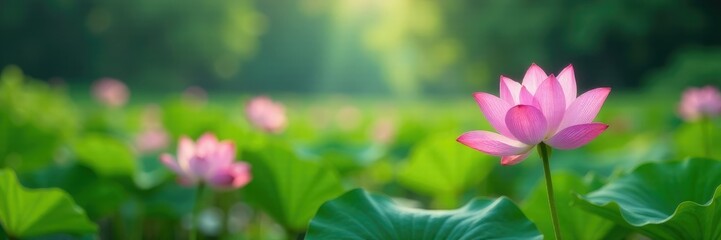 Fototapeta premium serene landscape with lotus flowers blooming in the foreground, peaceful natural surroundings, manifestation