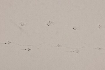 Cat paw prints alongside Magpie bird tracks on snow. This unique scene contrasts feline and avian movements, showcasing the interaction of two distinct species in a serene winter setting.