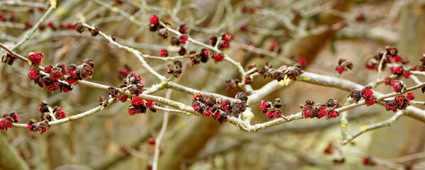 (Parrotia persica) Magnificent clusters of bright red flowers of Persian ironwood tree on bare stems in late winter

