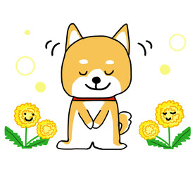 ありがとうとお辞儀するしばいぬとタンポポ２