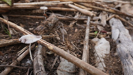 Cendawan busut mushrooms are a type of small fungus that grows in the rainy season. hunting for...