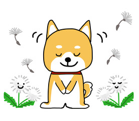 タンポポの綿毛とお辞儀をするしばいぬ