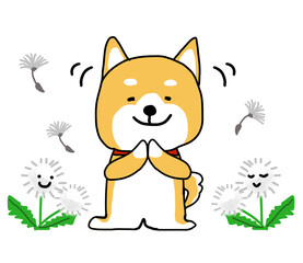タンポポの綿毛の前で感謝しているしばいぬ