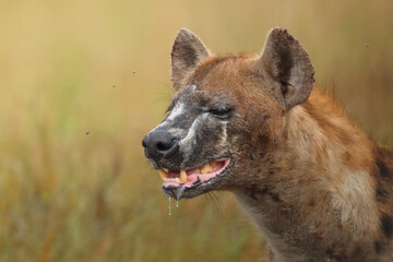 Obraz premium Tüpfelhyäne / Spotted hyaena / Crocuta crocuta..