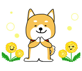 春が来て喜んでいるしばいぬとタンポポ