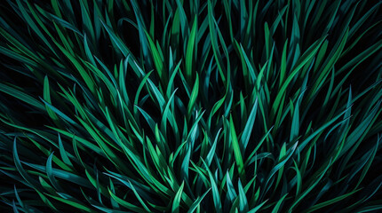 Fototapeta premium Grass Illustration Background