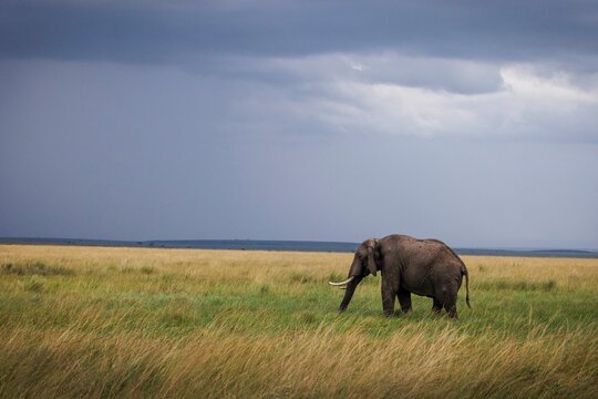 Fototapeta An adult elephant roams through Kenya's Masai Mara National Reserve.