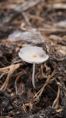 Cendawan busut mushrooms are a type of small fungus that grows in the rainy season. hunting for photos of mushrooms in nature