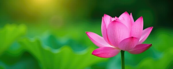 Obraz premium soft pink hues of single lotus flower against greenery, lotus, peaceful