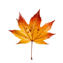 Isolated Autumn Maple Leaf with Vibrant Colors on Black Background