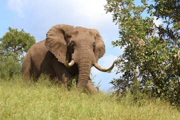 Afrikanischer Elefant / African elephant / Loxodonta africana....