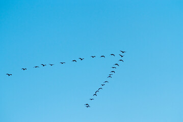 a flock of migratory birds in the sky