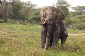 Obraz premium Afrikanischer Elefant im Schlamm / African elephant in the mud / Loxodonta africana