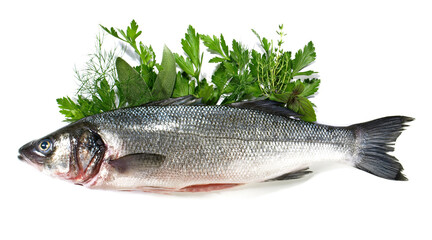 Sea Wolf - Fish on white Background