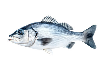 Silver sea bass fish isolated on white transparent background, showcasing its shiny scales and natural texture.