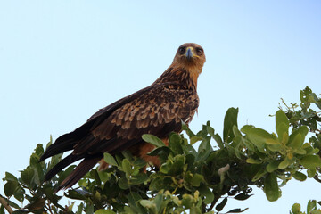 Wahlbergsadler / Wahlberg's  eagle / Aquila wahlbergi