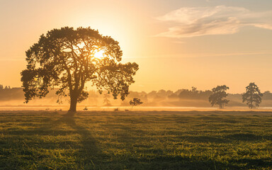 Fototapeta premium Golden Sunrise Over a Misty Countryside Landscape