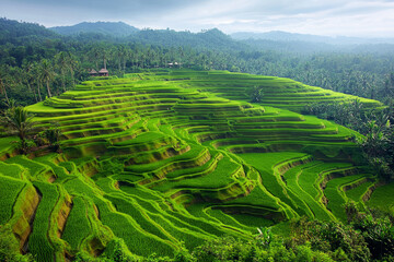Lush green terraced rice fields in a tropical rainforest landscape