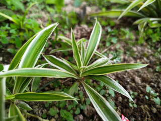 Chlorophytum Comosum ornamental plants are very easy to breed in the rainy season