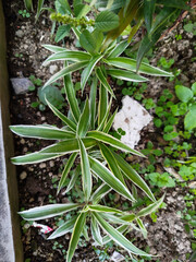 Chlorophytum Comosum has unique features in the leaves which are green and yellow.