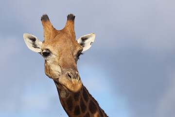 Giraffe / Giraffe / Giraffa camelopardalis