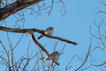 Soft Winter Light Illuminating Fieldfare Thrushes Resting on a Tree in a Rural Setting