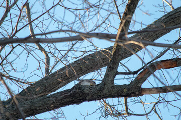 Beautiful Fieldfare Thrush Birds Perched on a Bare Tree Against a Blue Sky