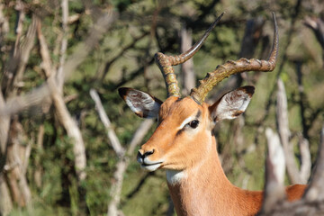 Schwarzfersenantilope / Impala / Aepyceros melampus