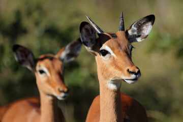 Schwarzfersenantilope / Impala / Aepyceros melampus.