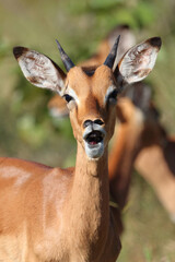 Schwarzfersenantilope / Impala / Aepyceros melampus.