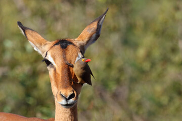 Schwarzfersenantilope / Impala / Aepyceros melampus