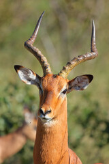 Schwarzfersenantilope / Impala / Aepyceros melampus