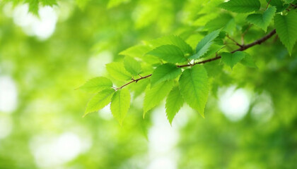 Fototapeta premium green leaves background