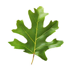 Fototapeta premium Single Green Oak Leaf isolated on transparent background
