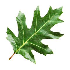 Fototapeta premium Single Green Oak Leaf isolated on transparent background