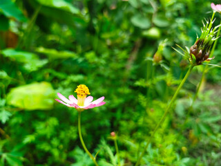 Cosmos Caudatus flowers blooming pink
