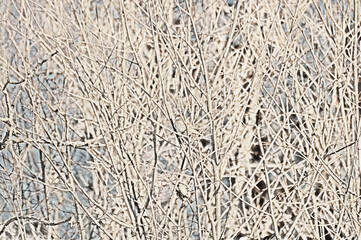 Tree branches covered with hoarfrost in winter. Natural background.