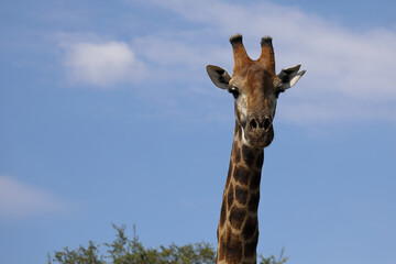 Giraffe / Giraffe / Giraffa camelopardalis