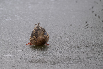 Ente auf einem zugefrorenen See, wo soll ich hier schwimmen