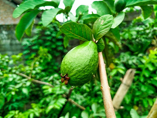 crystal guava fruit still on the tree