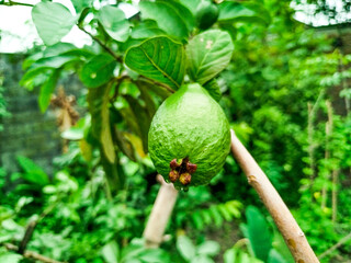 crystal guava fruit still on the tree