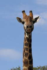 Giraffe / Giraffe / Giraffa camelopardalis