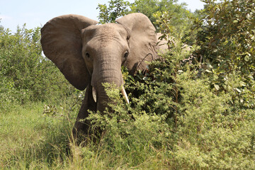 Afrikanischer Elefant / African elephant / Loxodonta africana