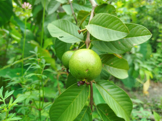 crystal guava fruit still on the tree