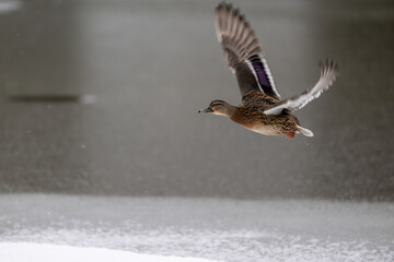 Ente fliegt über einen zugefrorenen See 
