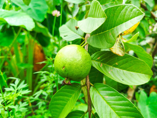crystal guava fruit still on the tree